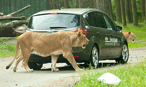 Speckhahn Serengetipark